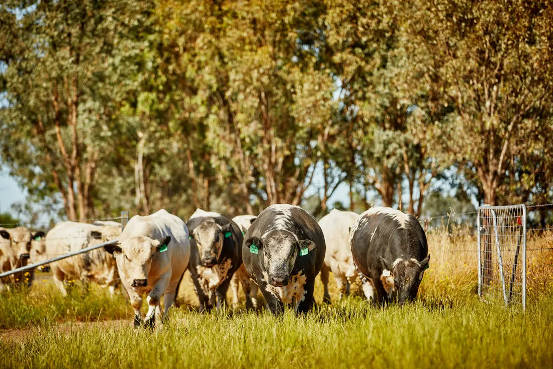 Breed Matters: Why Most Beef Labels Don't Tell You the Whole Story