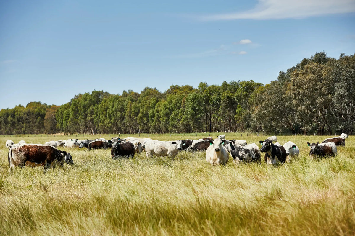 Regenerative pasture and cattle farming practices at The Beef Guys in North East Victoria